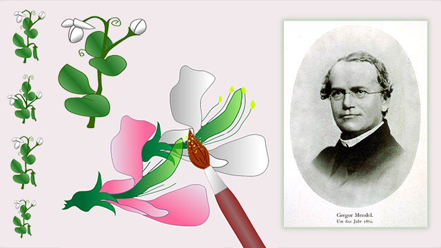 Illustration of pink and white pea plant flowers with a paint brush collecting pollen; Inset of a black and white photograph of Gregor Mendel, a middle-aged man wearing glasses.