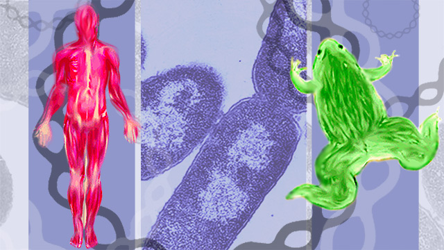 A montage illustration that includes a human silhouette with pink muscle detail, bacterial cells, and a green frog.