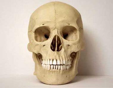Image result for homo sapiens skull